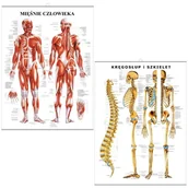 Mapy i plansze edukacyjne - Zestaw plansz anatomicznych - Mięśnie i Szkielet (PL) - miniaturka - grafika 1