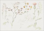 Plakaty - Galeria Plakatu, Plakat, Studies of Meadow Flowers, Samuel Colman, 29,7x21 cm - miniaturka - grafika 1