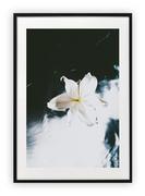 Plakaty - Plakat B1 70x100 cm Roślina Biel Kwiat  WZORY - miniaturka - grafika 1