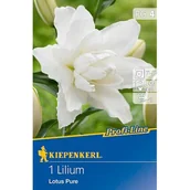 Nasiona i cebule - Lilia pełna Pure - miniaturka - grafika 1