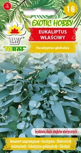 Eukaliptus Właściwy 
(Wydziela Dużo Olejków Eterycznych)
Eucalyptus Globulus - Nasiona i cebule - miniaturka - grafika 1