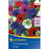 Nasiona i cebule - Zawilec mieszanka - miniaturka - grafika 1