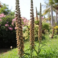 Nasiona i cebule - Digitalis parviflora Naparstnica czerwona 1 szt. sadzonka sadzonki - miniaturka - grafika 1