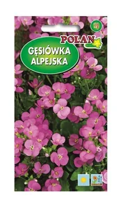 Gęsiówka Alpejska różowa 0,5 g POLAN - Nasiona i cebule - miniaturka - grafika 1
