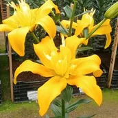 Nasiona i cebule - Lilia pełna LA Backhand 1 szt. cebule cebulki lilii lilie - miniaturka - grafika 1