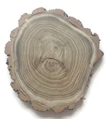 Dekoracje domu - Akacja szlifowana 20-25 cm / 2 cm z ubytkami kory - miniaturka - grafika 1