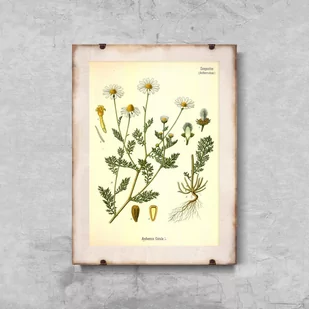 Plakatyw  stylu retro Śmierdzący rumianek botaniczny - Plakaty - miniaturka - grafika 1