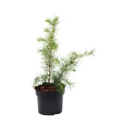 Sadzonki drzew krzewów - Cedr himalajski - miniaturka - grafika 1