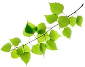 Akcesoria jeździeckie - EQUIHERBS Brzoza liść 1 kg - - miniaturka - grafika 1