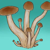 Nasiona i cebule - Mykożerca Growkit Golden Teacher - miniaturka - grafika 1