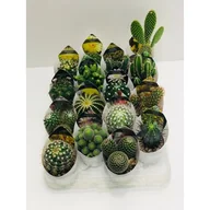 Kwiaty doniczkowe - Kaktus GIRO don.6,5 cm - miniaturka - grafika 1