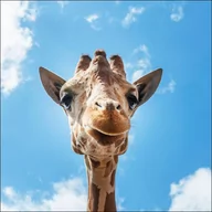 Plakaty - An up-close look at a giraffe at the Gladys Porter Zoo in Brownsville, Texas., Carol Highsmith - plakat 50x50 cm - miniaturka - grafika 1