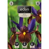 Nasiona i cebule - Irys Eye Of The Tiger 5 sztuk Eden - miniaturka - grafika 1