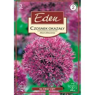 Nasiona i cebule - Czosnek Allium Aflatunense 3 sztuki Eden - miniaturka - grafika 1