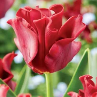 Nasiona i cebule - Tulipan Triumph Red Dress 5 szt cebulki tulipanów Tulipany - miniaturka - grafika 1