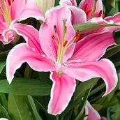 Nasiona i cebule - Lilia orientalna Sorbonne XL (18/20) 1 szt. cebule cebulki lilii lilie - miniaturka - grafika 1