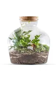 Dekoracje domu - Las w słoiku zamkniętym mix - miniaturka - grafika 1
