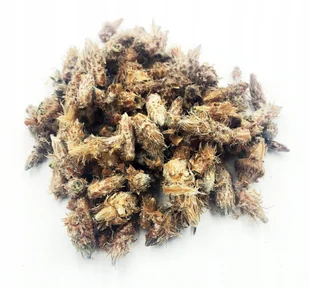 SOSNA PĄCZKI SOSNY CAŁE 50 G 100% NATURALNY SKLEP - Przyprawy i zioła sypkie - miniaturka - grafika 1