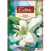 Nasiona i cebule - Lilia azjatycka Mont Blanc 3 sztuki Eden - miniaturka - grafika 1