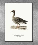 Plakaty - Plakat Gęś zbożowa, grafika ze starego Atlasu Ptaków 21x30 (A4) / DodoPrint - miniaturka - grafika 1