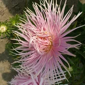 Nasiona i cebule - Aster chiński igiełkowy Różowy 1g - Nasiona - W. Legutko - miniaturka - grafika 1