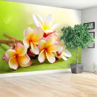 Fototapety - Fototapeta Frangipani Kwiaty - miniaturka - grafika 1