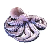 Konserwy i dania rybne - Ośmiornica świeża cała ok. 2 kg - miniaturka - grafika 1