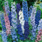 Nasiona i cebule - Ostróżka Ogrodowa Trwała Mieszanka Nasiona Kwiatów Ozdobnych P. Pl302/23/4617/L5/A, Pl230/12/210/3615A - miniaturka - grafika 1