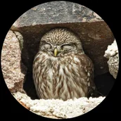 Przyborniki na biurko - SZKLANY PRZYCISK DO PAPIERU Sowa - Pójdźka zwyczajna - Parastone - miniaturka - grafika 1