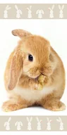 Okrycia kąpielowe dla dzieci - Ręcznik kąpielowy Bunny brown, 70 x 140 cm - miniaturka - grafika 1
