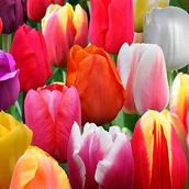 Nasiona i cebule - Tulipan Pojedyńczy Późny Mix 25 szt cebulki tulipanów - miniaturka - grafika 1