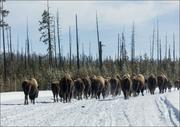 Plakaty - American bison, or buffaloes, Carol Highsmith - plakat 100x70 cm - miniaturka - grafika 1