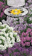 Nasiona i cebule - SMAGLICZKA NADMORSKA MIESZANKA 0,5g - miniaturka - grafika 1