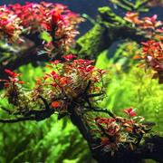 Dekoracje do akwarium - Ludwigia Mini sp Super Red Kubek 10cm in vitro Piękna - miniaturka - grafika 1