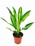 Kwiaty doniczkowe - Dracena Cintho P12 oczyszczjąca powietrze - miniaturka - grafika 1