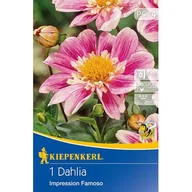 Nasiona i cebule - Dalia Impression Famoso - miniaturka - grafika 1
