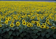 Plakaty - Colorful field of sunflowers near Beloit, Carol Highsmith - plakat 84,1x59,4 cm - miniaturka - grafika 1