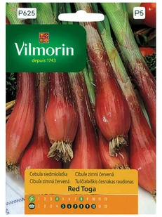 CEBULA SIEDMIOLATKA czerwona Red Toga WYSOKA JAKOŚĆ premium NASIONA warzyw p. 7.521.127 - Nasiona i cebule - miniaturka - grafika 1