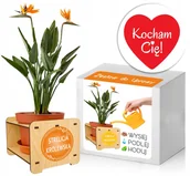 Nasiona i cebule - Zestaw do uprawy STRELICJA prezent na Walentynki - miniaturka - grafika 1