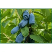 Kwiaty doniczkowe - Jagoda kamczacka don. 2 l - miniaturka - grafika 1