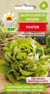 Sałata Masłowa Panter (Śr. Wczesna)
Lactuca Sativa L. Var. Capitata - Nasiona i cebule - miniaturka - grafika 1