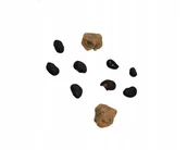 Nasiona i cebule - Nasiona Kaktusy Mix sukulent różnorodne ozdoba - miniaturka - grafika 1