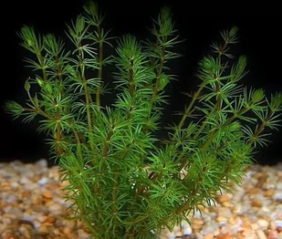 Bacopa Myriophyloides Okółkowa Kubek 10cm in vitro - Dekoracje do akwarium - miniaturka - grafika 1