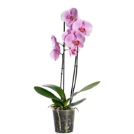 Kwiaty doniczkowe - Storczyk 2-pędy - miniaturka - grafika 1