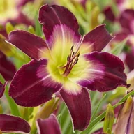 Nasiona i cebule - Hemerocallis Liliowiec Longfields Model 1 szt. - miniaturka - grafika 1