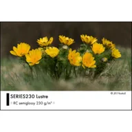 Wyposażenie ciemni fotograficznej - Fomei Series230 Lustre 10x15/250 G230 - miniaturka - grafika 1