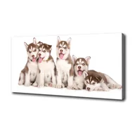 Obrazy i zdjęcia na płótnie - Obraz canvas do salonu Szczeniaki Husky - miniaturka - grafika 1