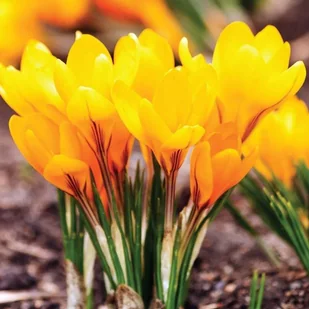 Krokus wiosenny polski żółty Golden Yellow 100 szt. 7/8 cebulki krokusów - Nasiona i cebule - miniaturka - grafika 1