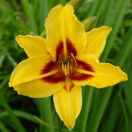 Nasiona i cebule - Hemerocallis Liliowiec Bonanza 1 szt. - miniaturka - grafika 1
