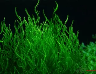Mech Flame Moss Porcja 10 gałązek In Vitro Piękny - Dekoracje do akwarium - miniaturka - grafika 1